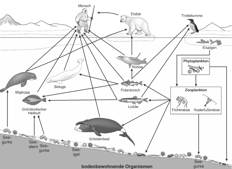 Arktisches Nahrungsnetz: Eisbär, Robbe, Walrosse, Wale, Fische, Seevögel, Plankton und Mensch auf Meereis.